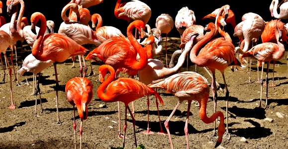 Colorful animals plumage