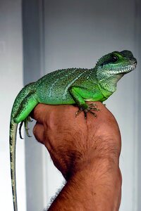 Reptile water dragon