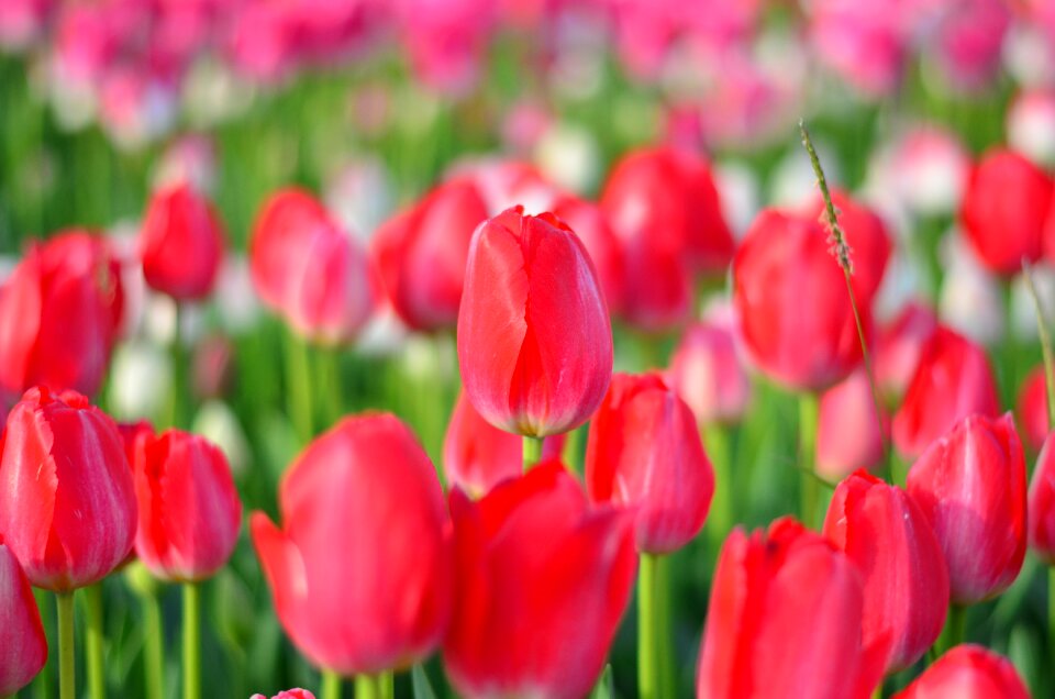 Vivid color nature close-up