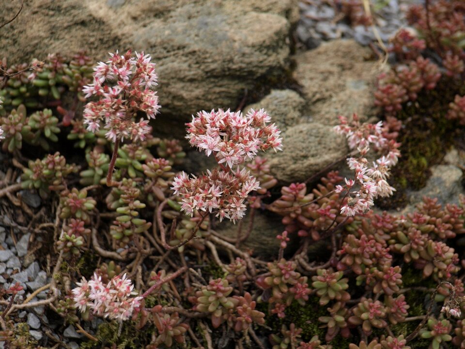 White spring pink flower