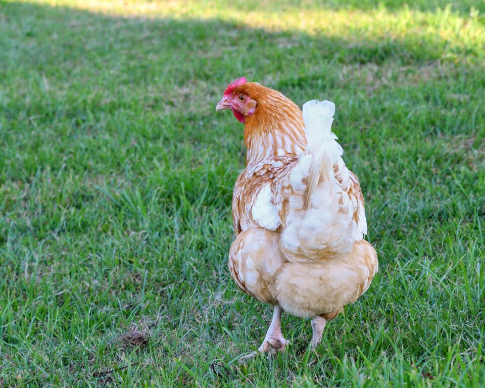 Hen grass walk photo