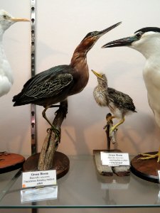 Butorides virescens - Pacific Grove Museum of Natural History - DSC06684