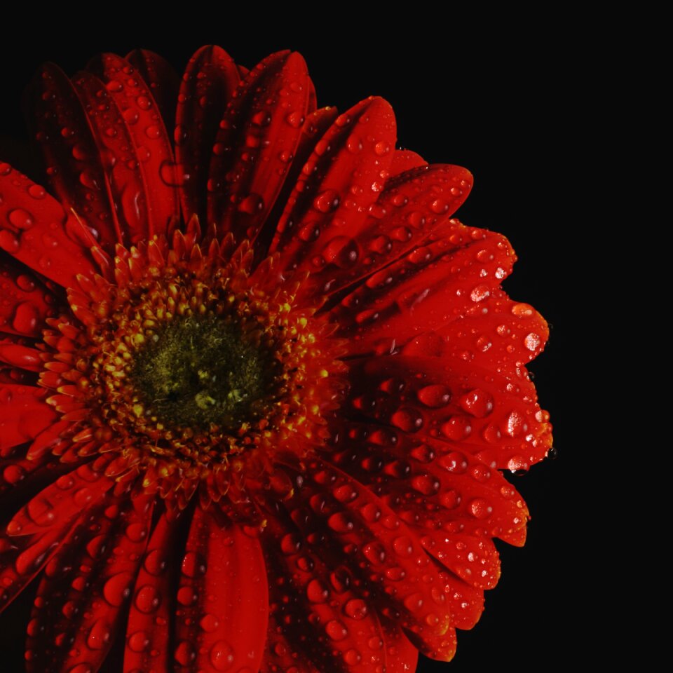 Plant blossom bloom