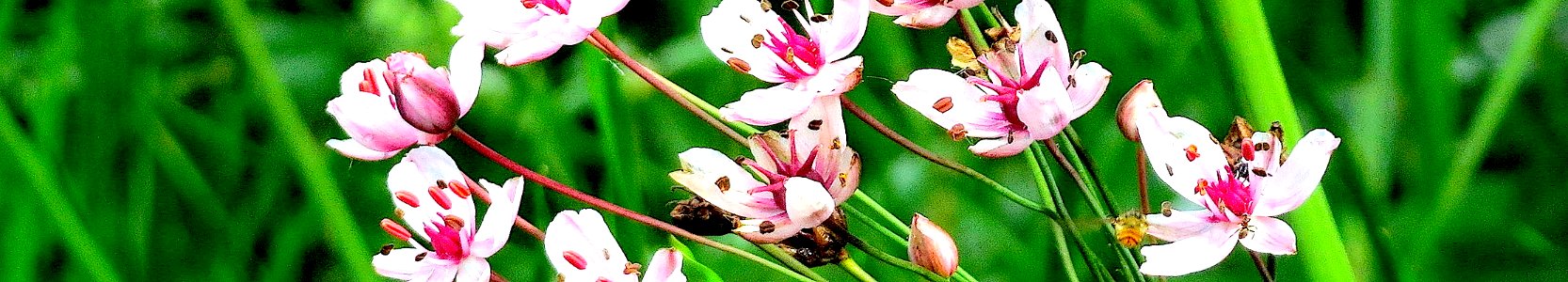 Butomus umbellatus. Reader