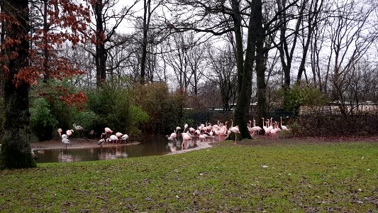 Burgers Zoo-Europese flamingo