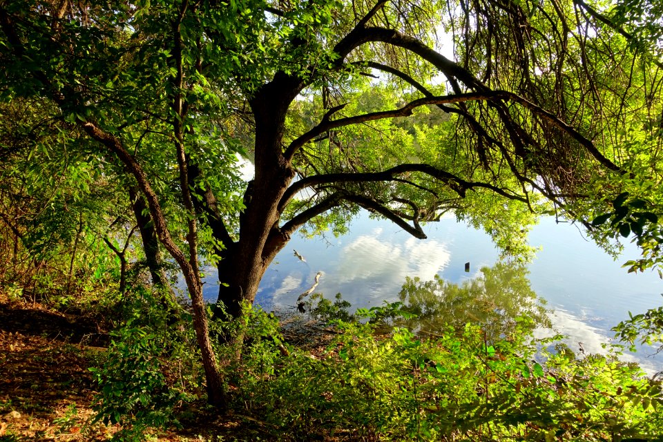 Butler Trail - Austin, Texas - DSC08701