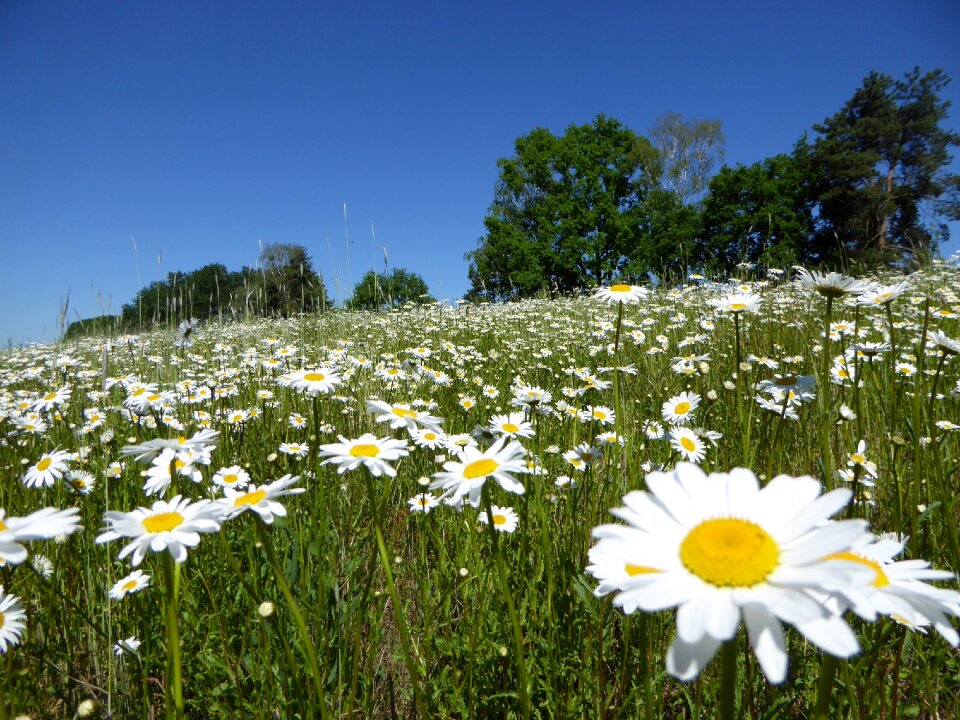 Flowers blossom bloom