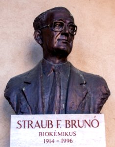 Bust of Brunó F. Straub in the Szeged Pantheon