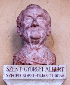 Bust of Albert Szent-Györgyi in the Szeged Pantheon