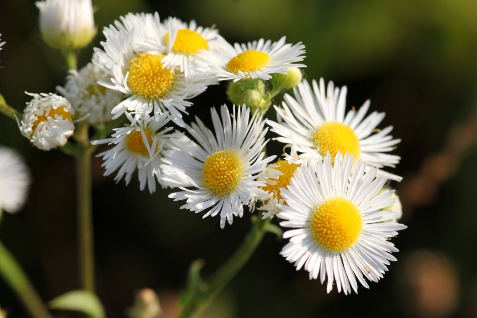 Yellow white meadow