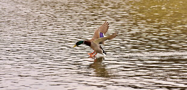 Water water bird duck bird photo