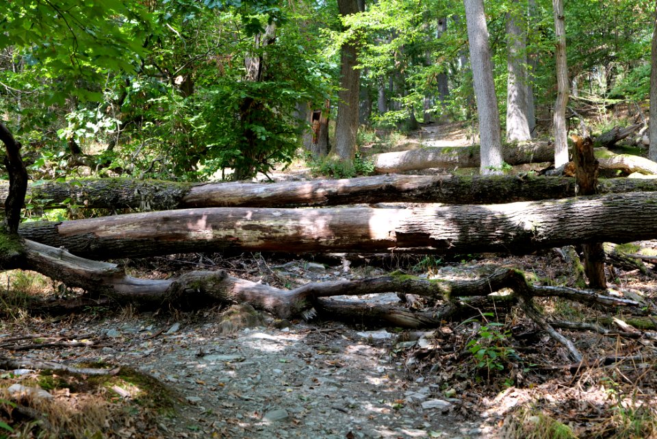 Burghain Falkenstein 2020-08-18 10