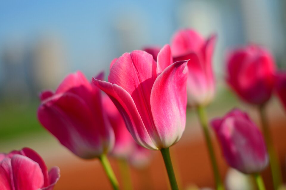 Vivid color nature close-up