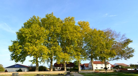 Burg-Gräfenrode, 6 Platanen am Friedhof