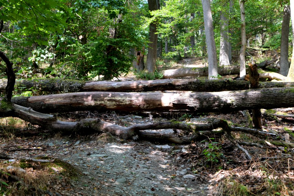 Burghain Falkenstein 2020-08-18 09