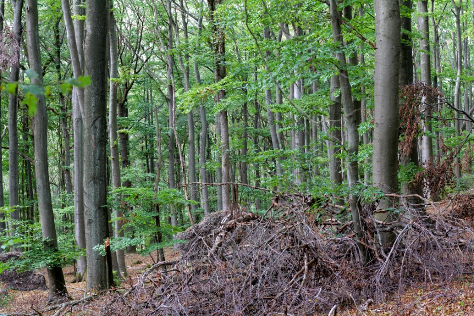 Burghain Falkenstein 2020-08-18 15