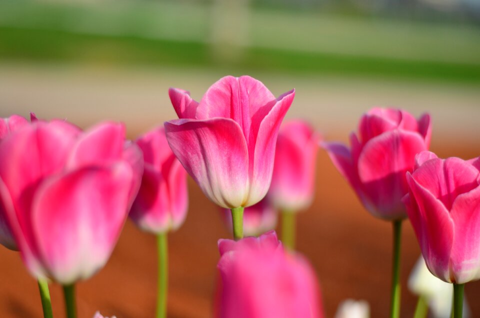 Vivid color nature close-up