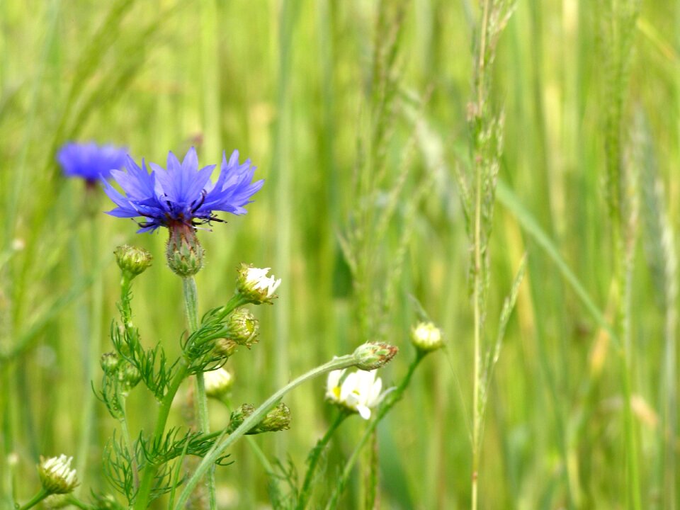 Summer village wildflowers