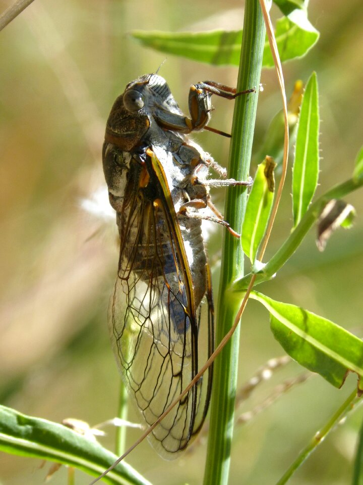 Summer cri-cri insect detail