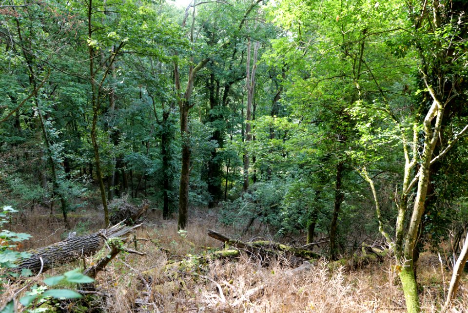 Burghain Königstein 2020-08-18 11