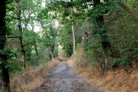 Burghain Königstein 2020-08-18 06