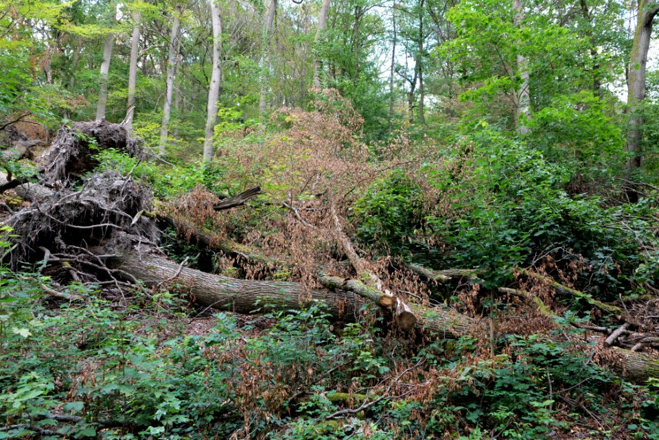 Burghain Falkenstein 2020-08-18 07