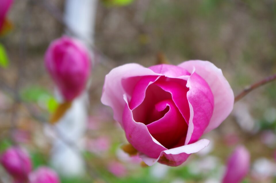 Spring wide magnolia pink photo