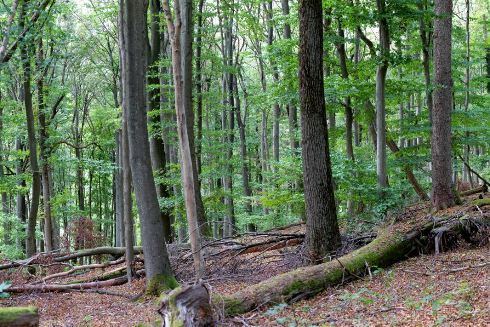 Burghain Falkenstein 2020-08-18 17