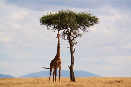 Wildlife safari neck