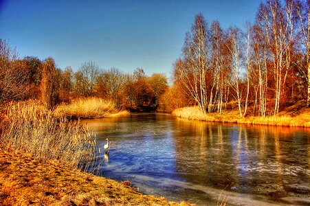 Swan trees landscape photo