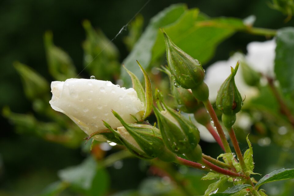 Nature drop water