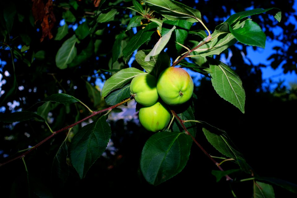 Tree close up nature