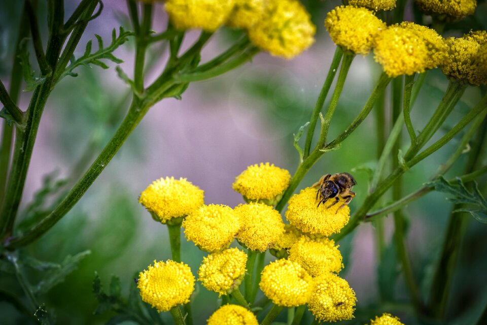 Bee nature yellow