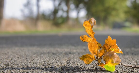 Fall foliage road asphalt photo