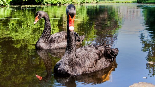 Nature animal red beak photo