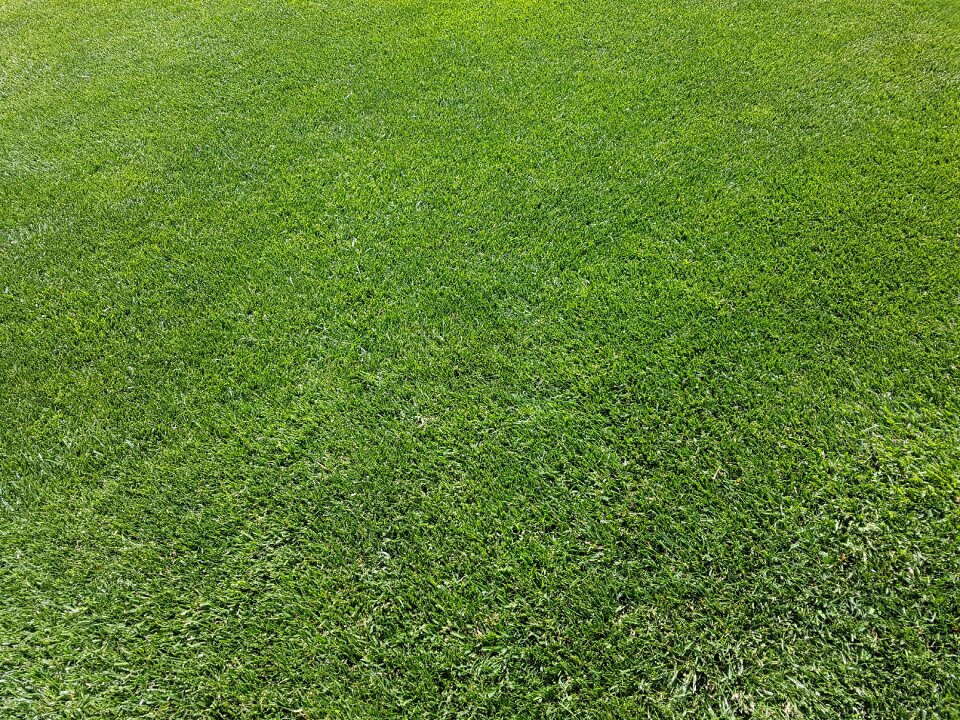 Maintained perfect english lawn