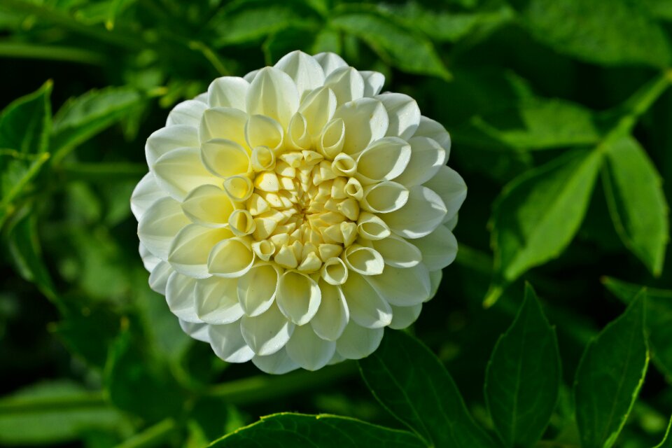 Flower white garden plant