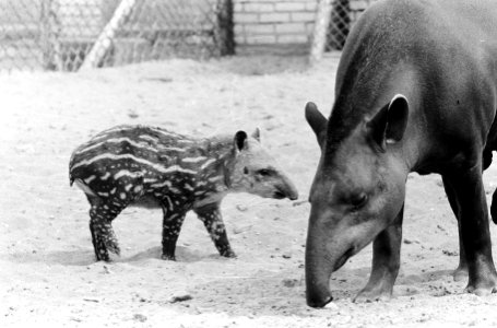 Burgers Dierenpark te Arnhem, 6 weken oude Tapir wandelt met moeder, Bestanddeelnr 911-4914