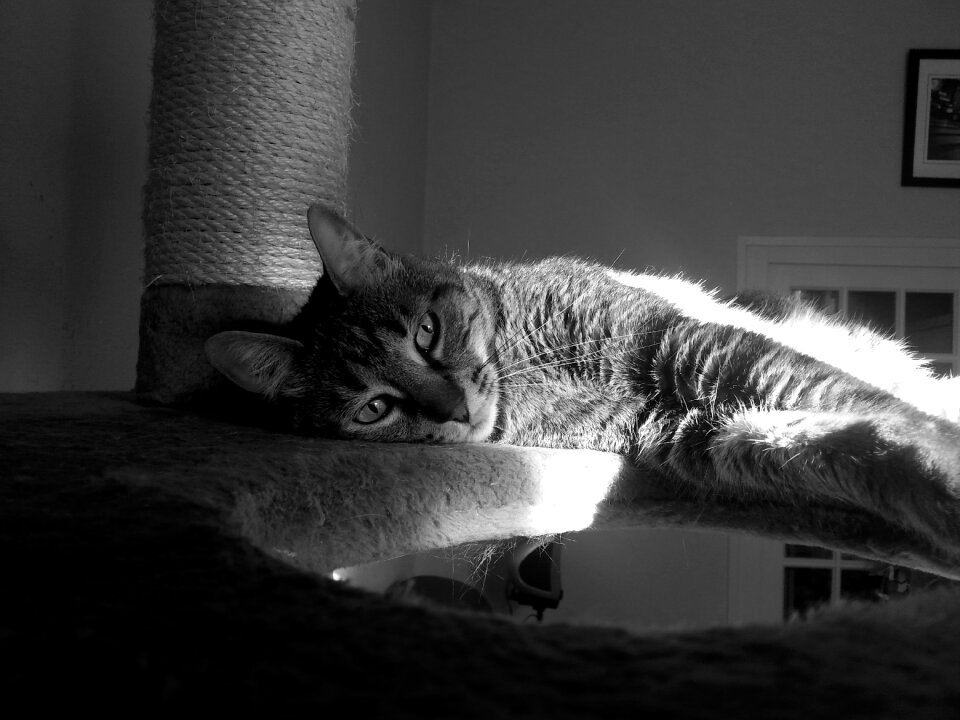 Eyes feline chiaroscuro