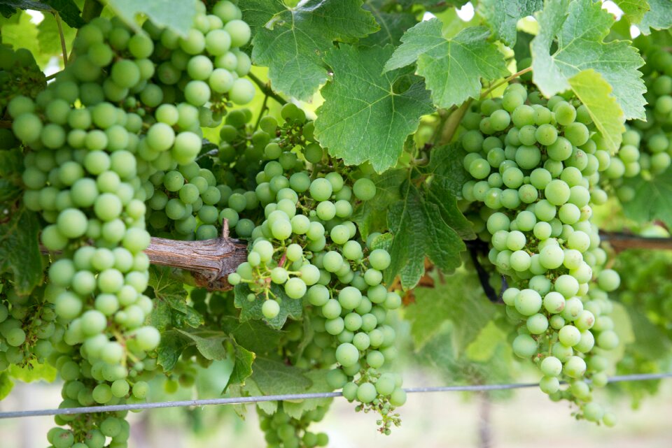 Vineyard winery harvest