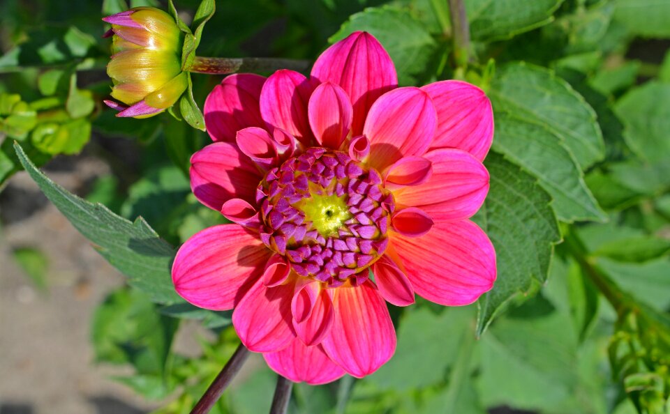 Flower pink garden plant