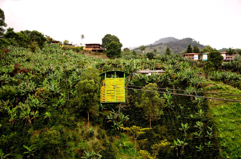 Coffee coffee-growing area antioquia photo