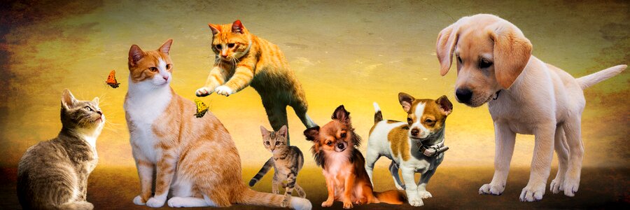 Play young animals puppy