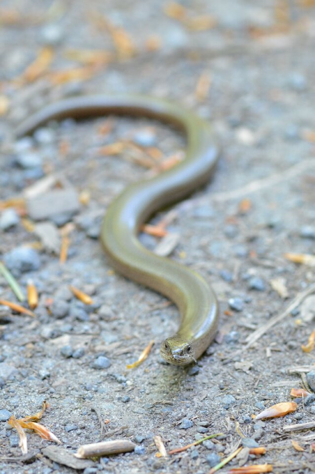 Reptile crawl anguis fragilis