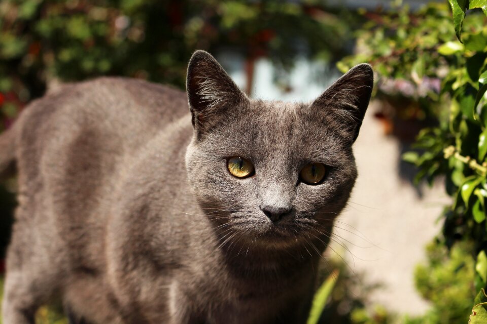 Domestic feline furry