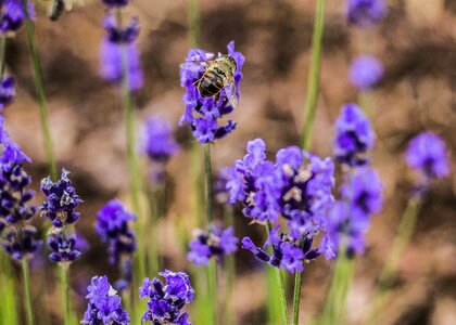 Insect purple nature