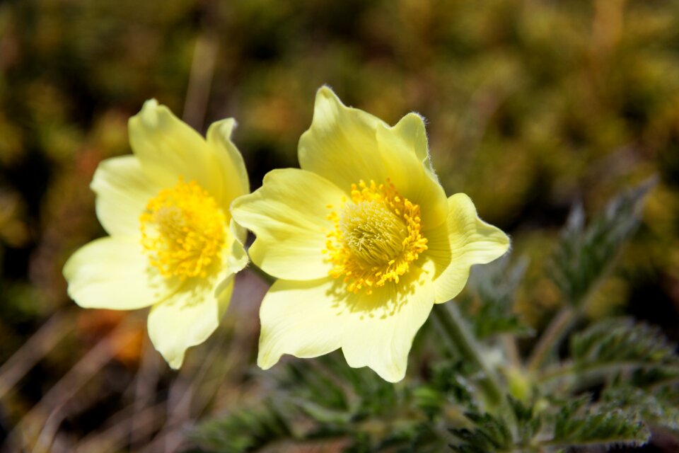 Apiifolia yellow flower nature