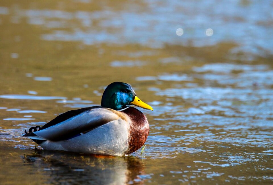 Bird nature water bird photo