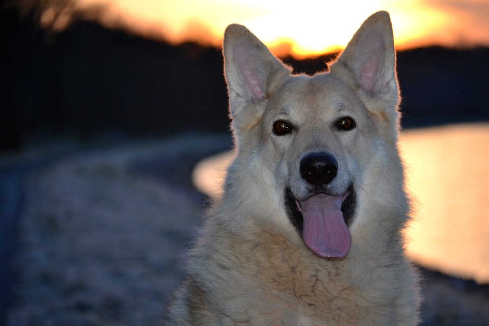 Dog sled dog hybrid german shepherd hybrid