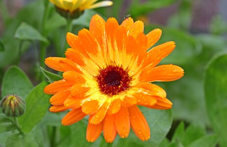 Bloom bi color gardening